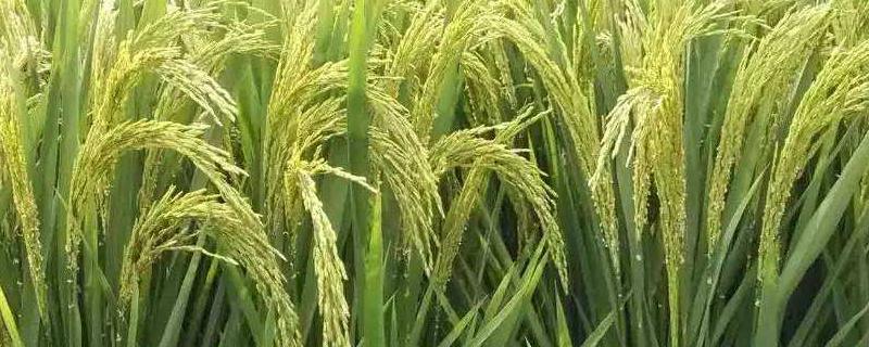 盛禾2号水稻品种简介，该品种主茎12片叶