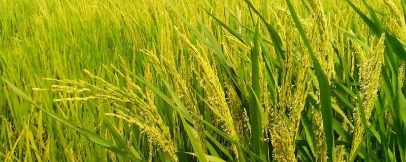 龙垦2037水稻种子简介，该品种主茎10片叶