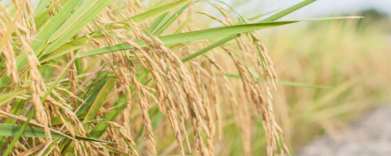 垦稻1725水稻种简介，普通水稻品种