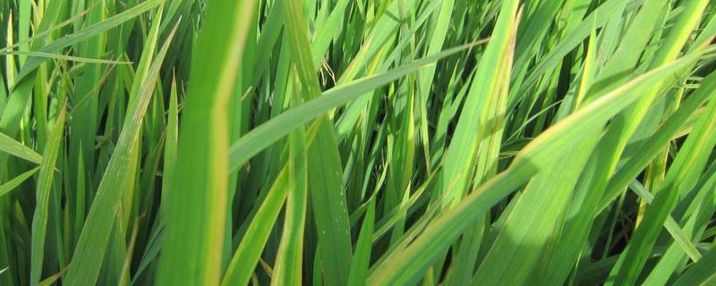 垦稻1726水稻种子特征特性，普通水稻品种