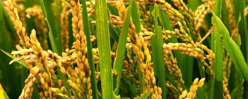 早香玉水稻种子特征特性，播种宜在5月10前后