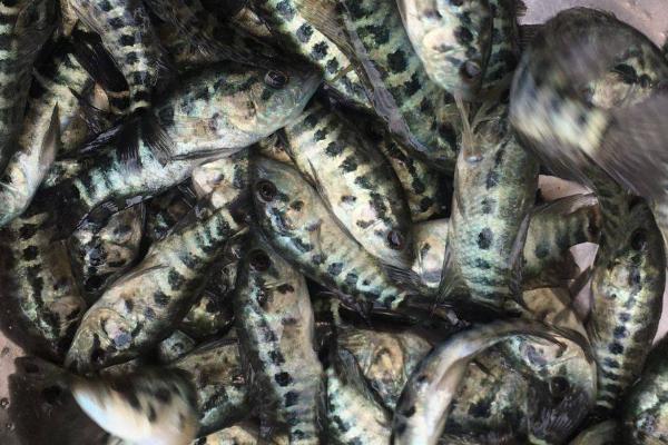 珍珠石斑鱼的日常管理方法，要及时的进行分养