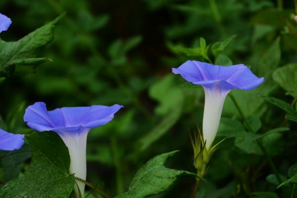 牵牛花的花色，有白、红、粉红、蓝、紫等花色