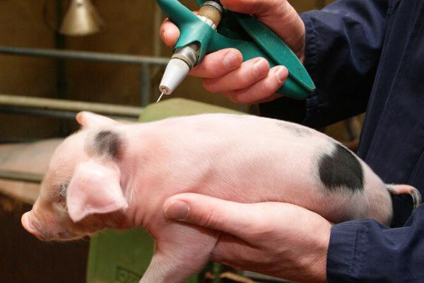 20头份的猪瘟打多少猪，需要根据猪的大小而定