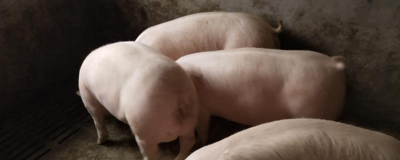 三元母猪如何配种，配种之前需要进行饲料调整