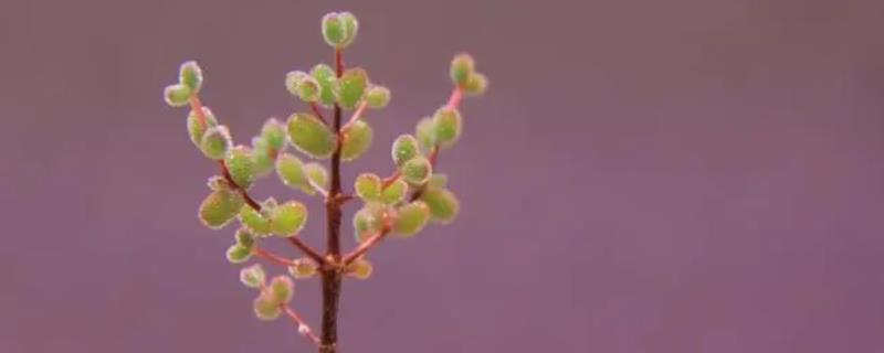 枝干番杏的花期是什么时候，花期是在3-5月