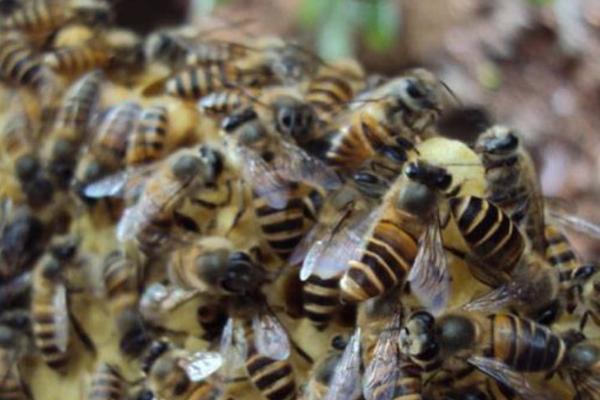 蜜蜂为什么要自然分蜂，是蜜蜂扩大种群数量和范围最主要的方式