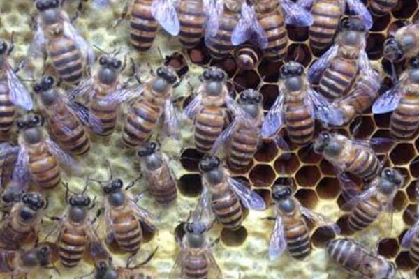 蜜蜂为什么要自然分蜂，是蜜蜂扩大种群数量和范围最主要的方式