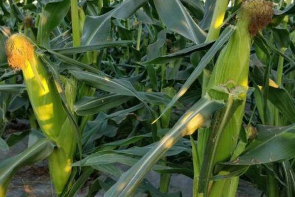 HF668玉米品种简介，基肥应每亩施35千克
