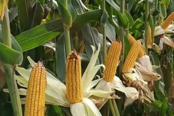 航研9033玉米种子特征特性，种植密度每亩6000株