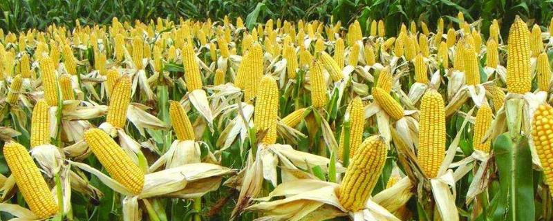 同丰162玉米种子介绍，基肥应每亩施40千克