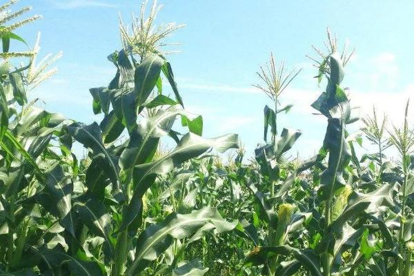 泓丰1222玉米种子介绍，出苗至成熟135天
