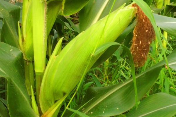 众德丰8号玉米种子介绍，种植密度每亩4500株