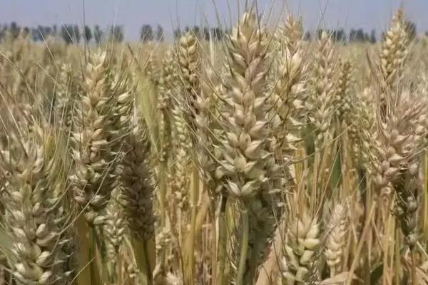 天选72号小麦品种的特性，适宜播种期以9月下旬为宜
