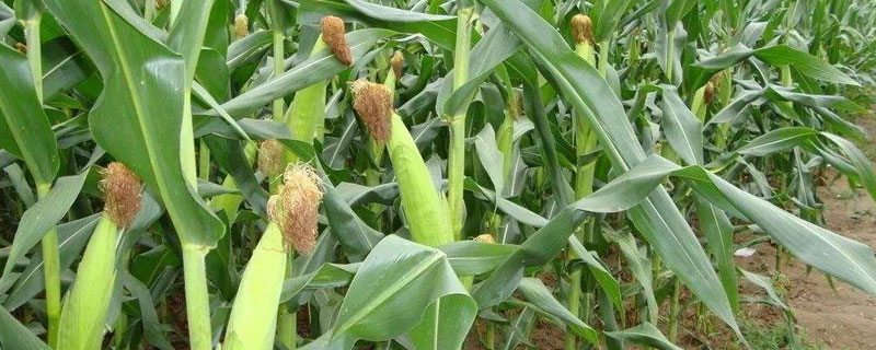 兴达8号玉米种子介绍，出苗至成熟140天