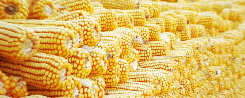 德汇2116玉米种子特征特性，高抗禾谷镰孢茎腐病