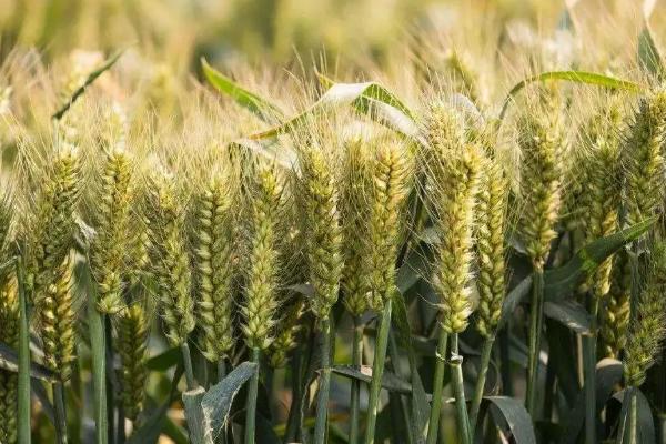 天选72号小麦品种的特性，适宜播种期以9月下旬为宜