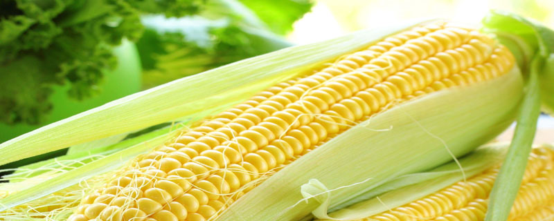 禾丰183玉米种子特征特性，种植密度每亩4500株