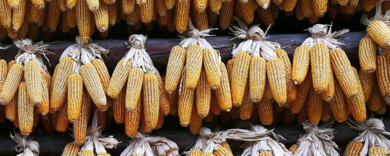 鲁单888玉米种子简介，加强播种管理
