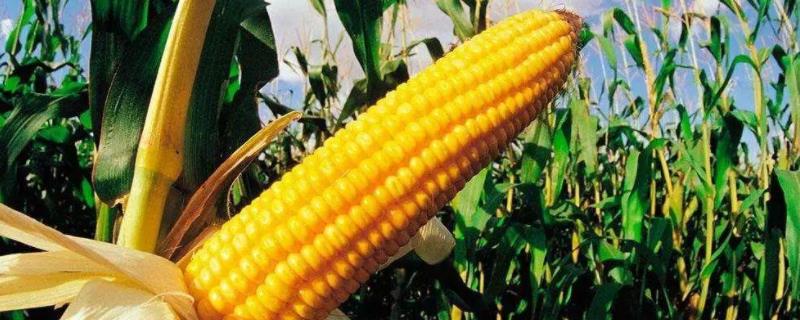 DF617玉米品种简介，全生育期灌水3-4次