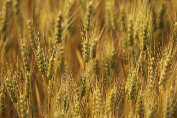 新粮603小麦种子简介，该品种全生育期245天