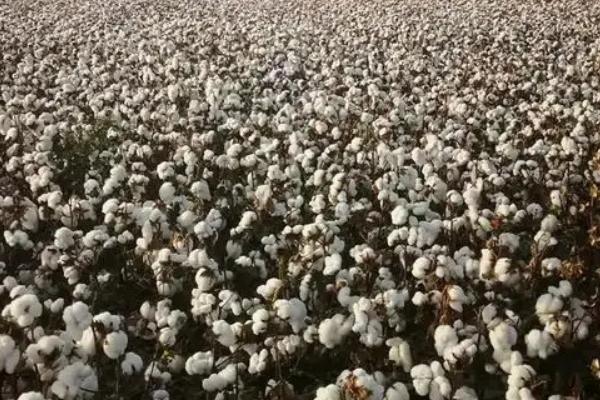 HD02棉花种子特征特性，适宜播期为4月10-25日