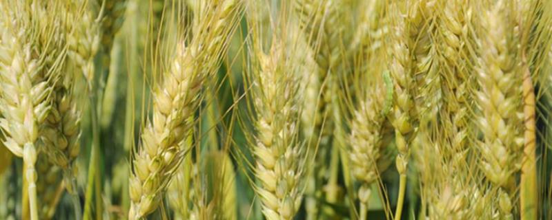 九圣禾D606小麦种子简介，10月10日以后播种