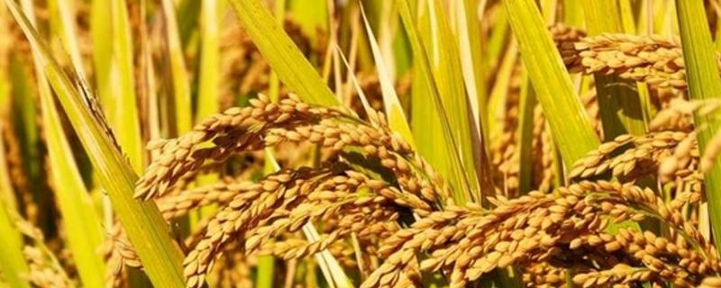 新粳糯1号水稻品种简介，南疆直播栽培4月下旬播种