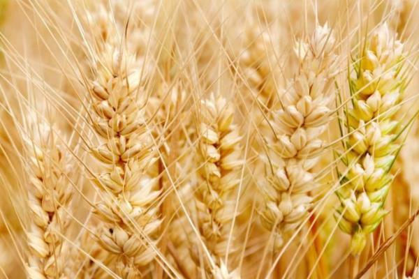 新粮603小麦种子简介，该品种全生育期245天