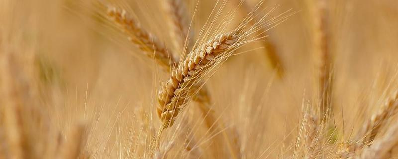 金石农1号小麦品种的特性，该品种冬性
