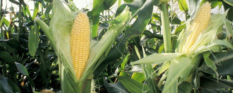 奥美95玉米品种的特性，喇叭口期用药剂防治玉米螟危害