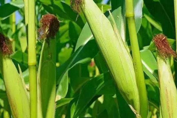 中地159玉米品种简介，适时防治玉米害虫