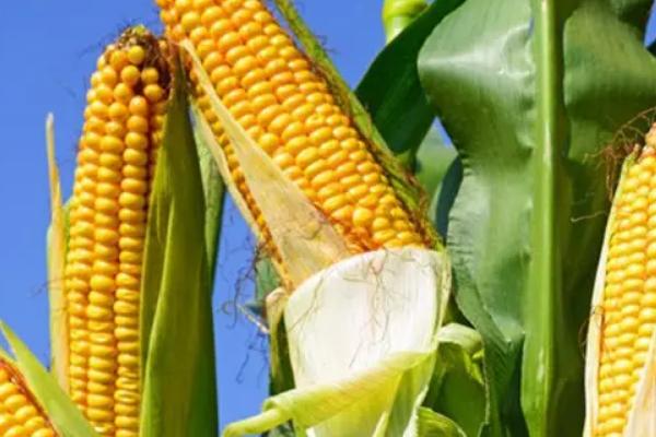 登海1996玉米种简介，亩种植密度4500株