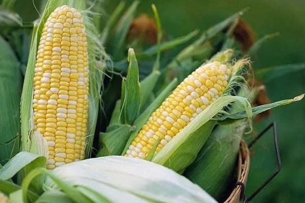 登海1977玉米品种的特性，6月上旬至中旬播种