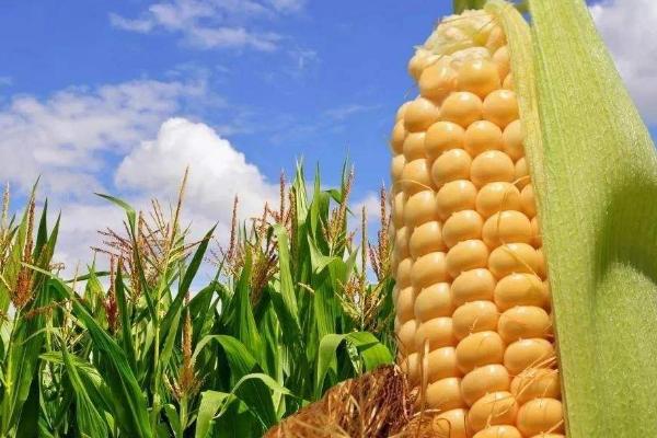 迪卡688玉米种简介，苗期注意防治地下害虫