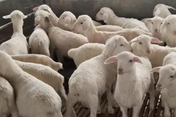 育肥羊喂什么上膘快，需喂食蛋白质含量较高的饲料