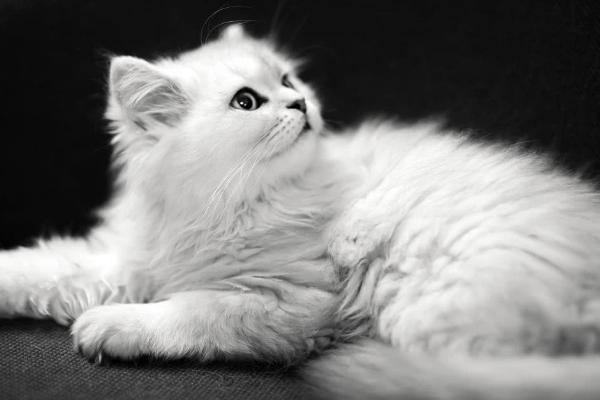 猫得了猫癣需不需要隔离，尽量隔离病猫