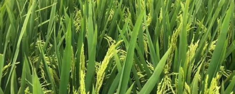 水稻贪青晚熟的预防措施，应注意种植密度和合理施肥等