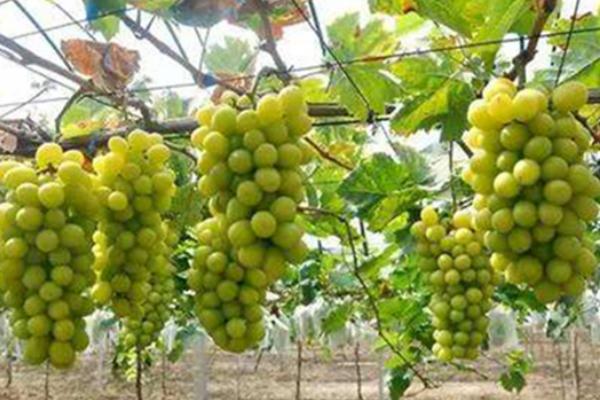 葡萄收获后什么时候修剪，最佳时期在采果后20天左右