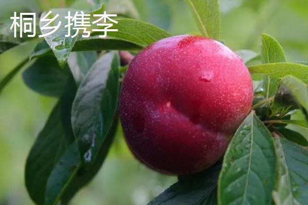 浙江省桐乡市的特产，杭白菊是我国传统出口名特产品
