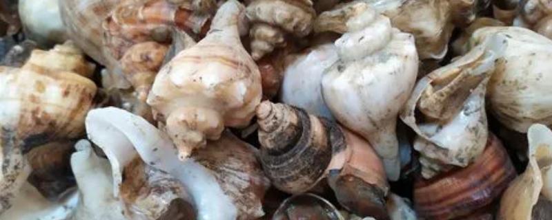 海螺怎么繁殖，通过卵生的方式繁殖