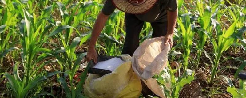 玉米苗肥以及拔节肥的追施技巧，苗肥以氮素化肥为主