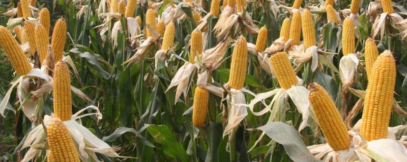 标单988玉米种子特点，适宜播期4月下旬至5月上旬
