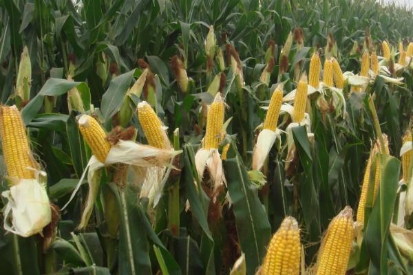 科沃8904玉米品种的特性，选择中上等肥力地块种植