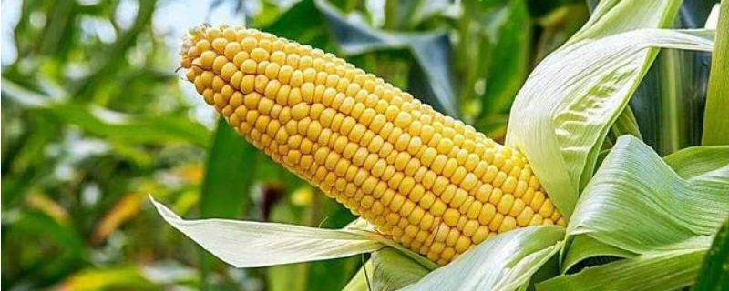 隆平207玉米种子介绍，中等肥力以上地块栽培
