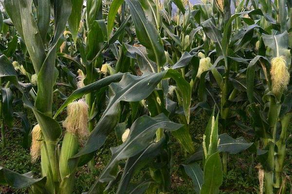 科沃8904玉米品种的特性，选择中上等肥力地块种植
