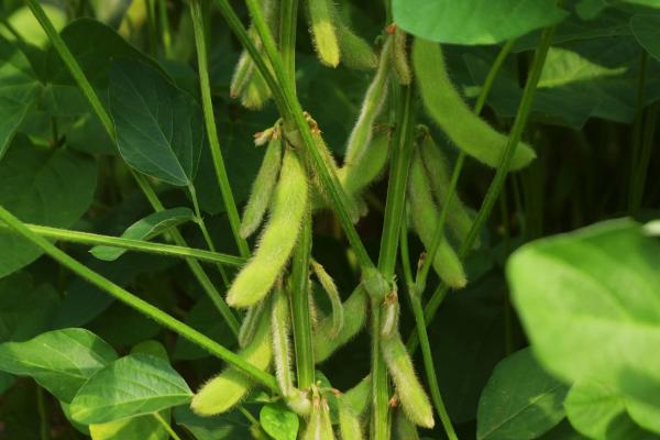 皖运2号大豆种子特征特性，适宜播期6月中上旬