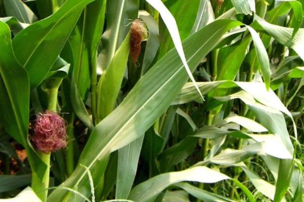 乐农108玉米品种的特性，4月20日－5月15日播种
