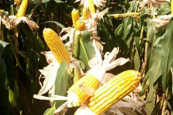 乐农108玉米品种的特性，4月20日－5月15日播种