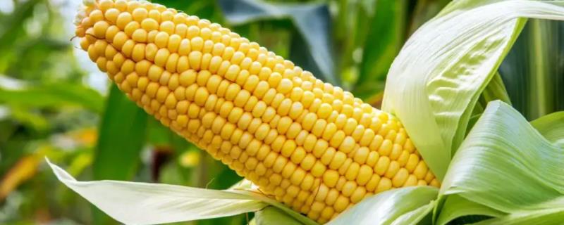 金博士912玉米品种的特性，中上等肥力地块种植